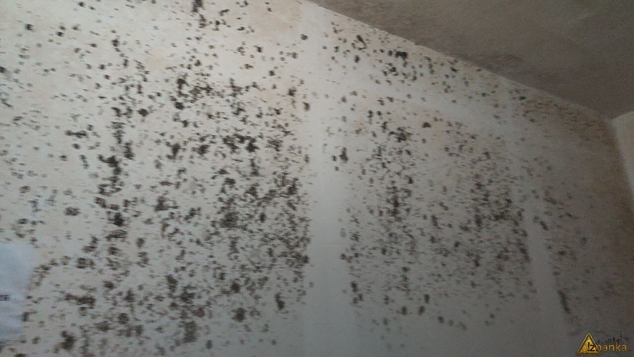 зсго "ракушечный"